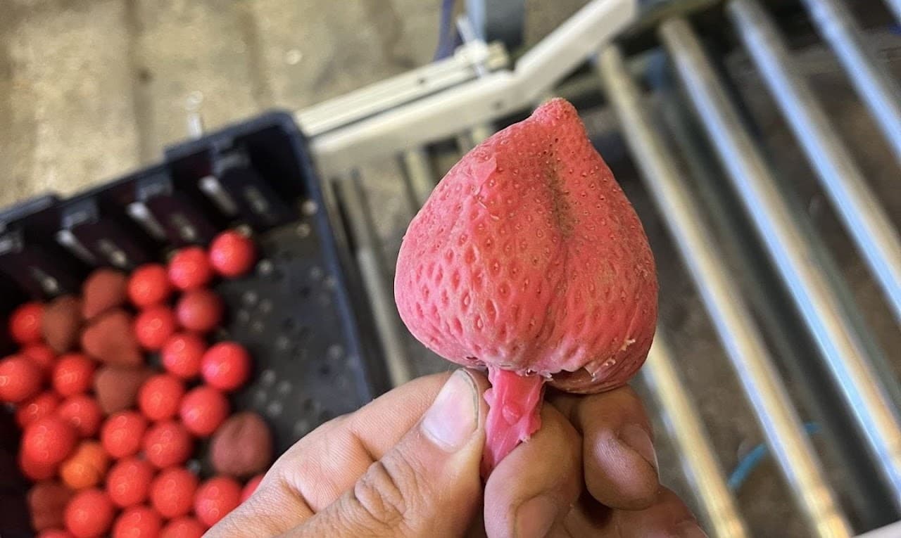 Advanced Farm — photo 2